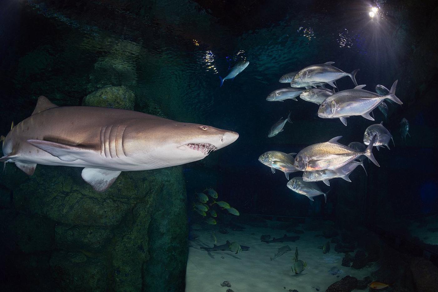 Песчаная акула и стая каранксов.