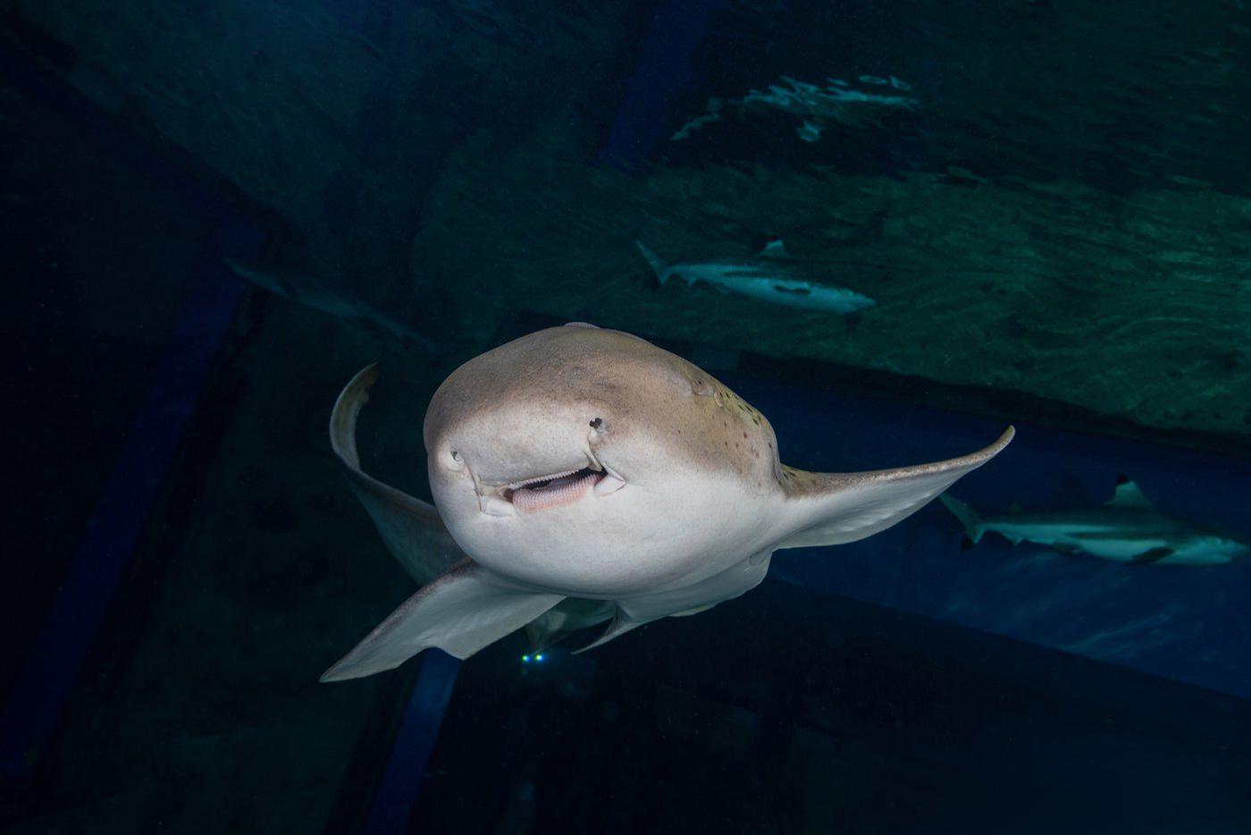 Зебровая акула.