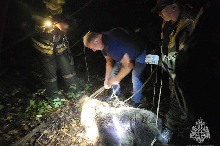 В Костроме жители испугались медведя, гуляющего по улице