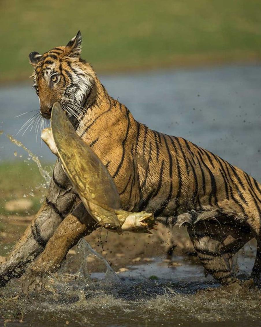 Шимпанзе с питомцем и голодный тигр: лучшие фото конкурса Nature inFocus Photography Awards