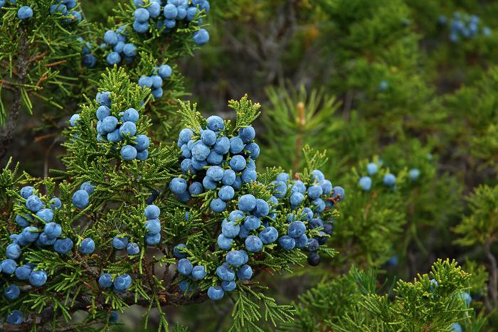 Особенности посадки хвойных осенью: как выбрать саженцы, сроки и алгоритм