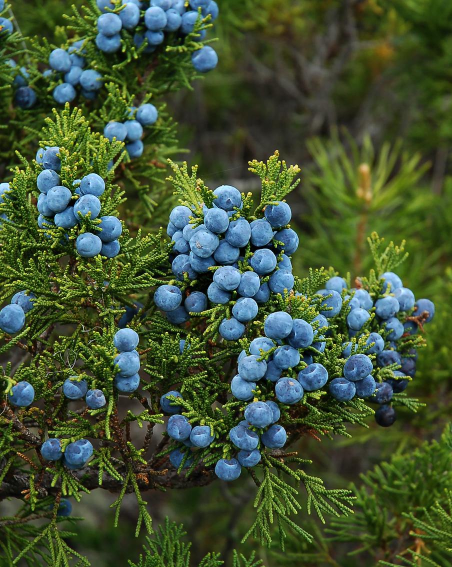 Особенности посадки хвойных осенью: как выбрать саженцы, сроки и алгоритм