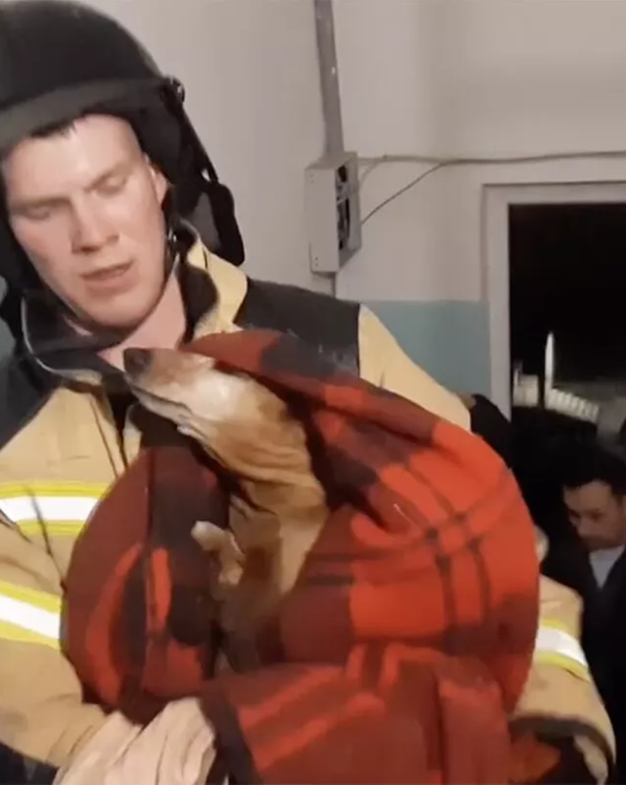 Из горящей квартиры в Ижевске спасли собаку, кошку и двух её котят