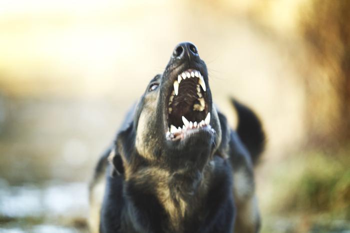 В Махачкале отловили более десяти собак после нападения на ребёнка