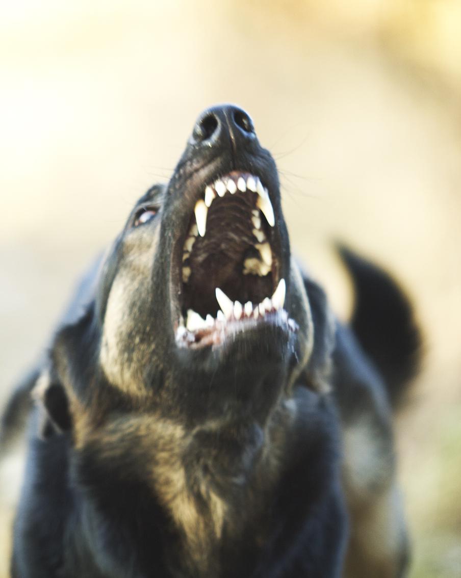 В Махачкале отловили более десяти собак после нападения на ребёнка