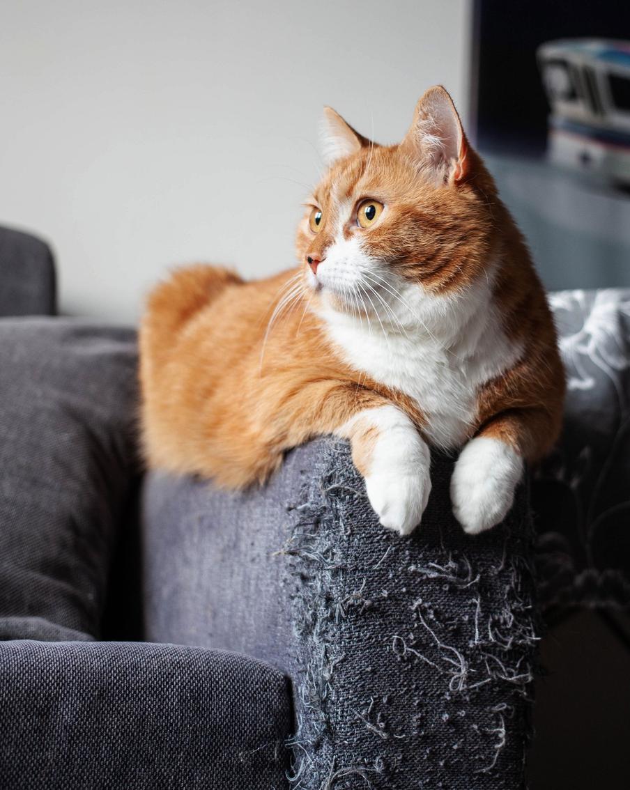 Как отучить кошку драть и царапать мебель и обои