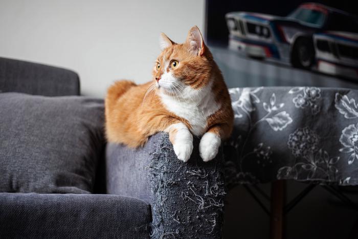 Как отучить кошку драть и царапать мебель и обои