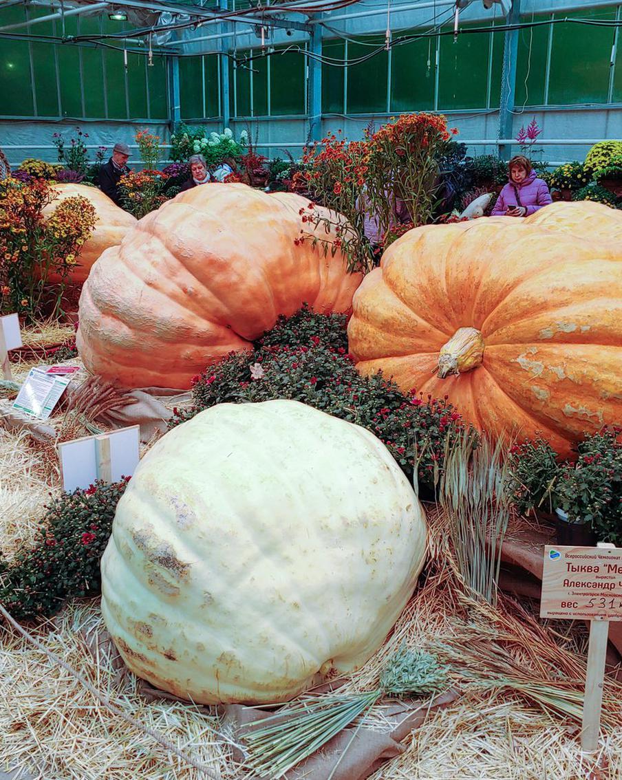 Осень, как обычно, пришла неожиданно. Рассказываем, чем заняться в сентябре