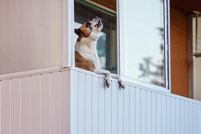 Почему собака воет дома одна: причины и их решение
