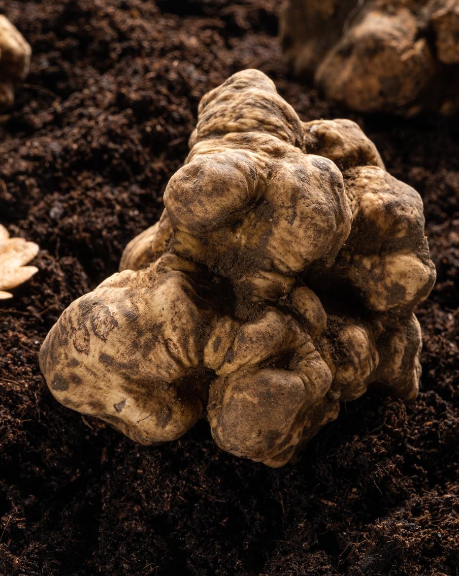 В Подмосковье начался сезон охоты на белые трюфели