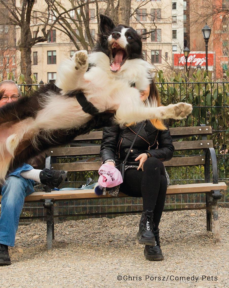 Собака-тюлень, гуляющий хорёк и две кошачьи судьбы: показываем лучшие фото Comedy Pet Photo Awards