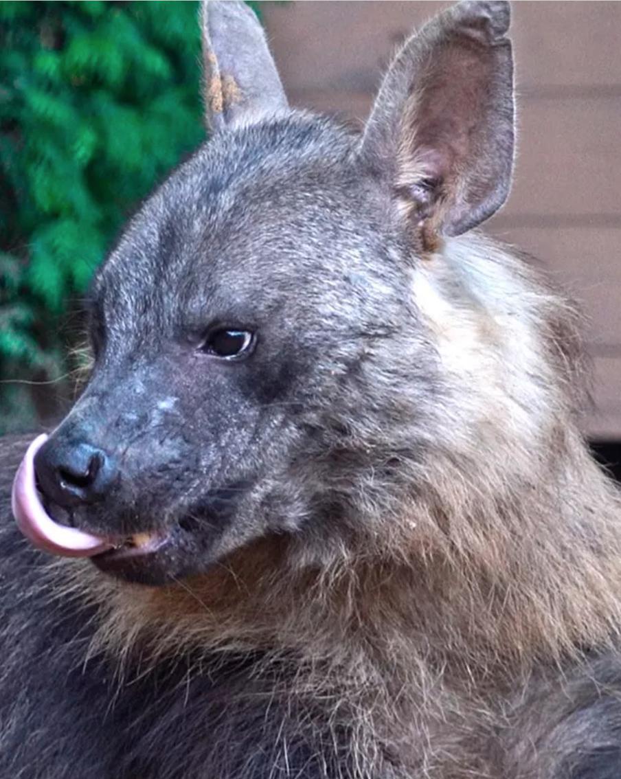 В Московском зоопарке появились новые редкие хищники