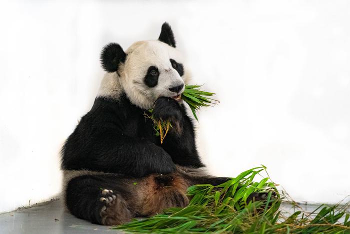 "Они ходили друг за другом, а ещё – кувыркались": в Московском зоопарке рассказали о спаривании панд