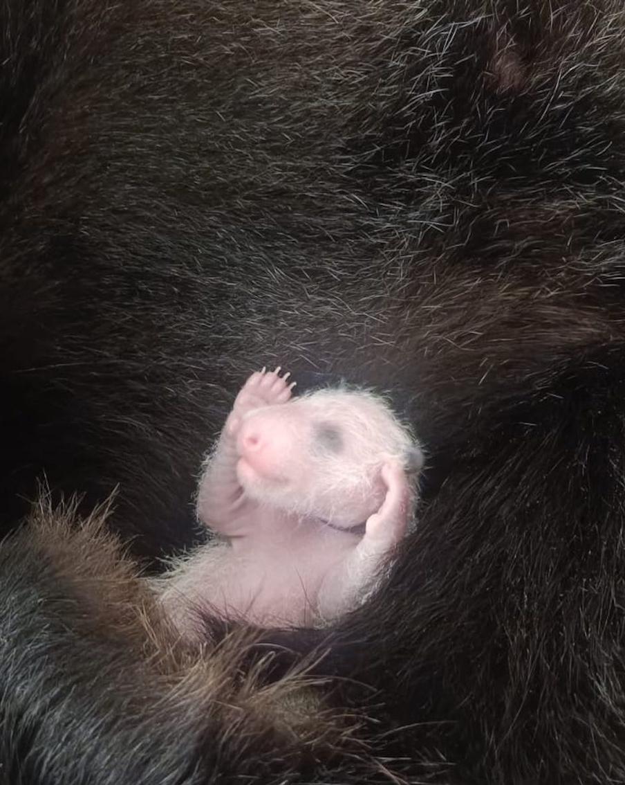 "Воды у Диндин отошли 24 августа в 1:15": стали известны подробности родов панды в Москве