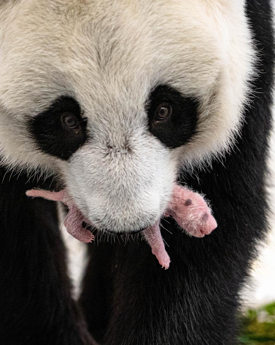 "Диндин крепко держит своего малыша, греет, облизывает": Акулова рассказала о поведении панды