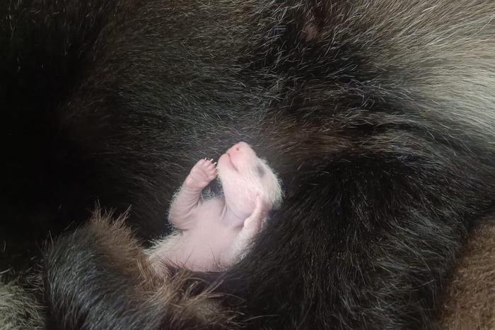 Гендиректор Московского зоопарка рассказала Metro историю первой любви московских панд Жуи и Диндин