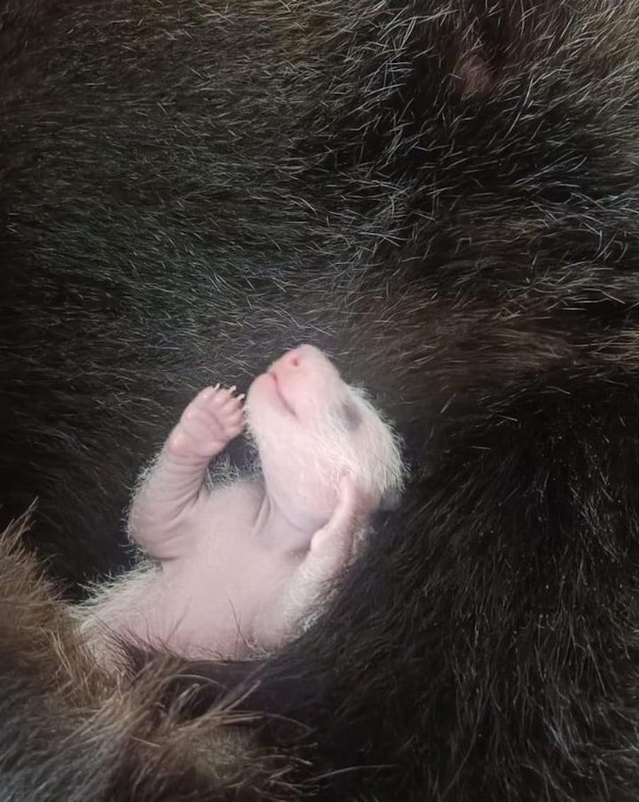 Гендиректор Московского зоопарка рассказала Metro историю первой любви московских панд Жуи и Диндин