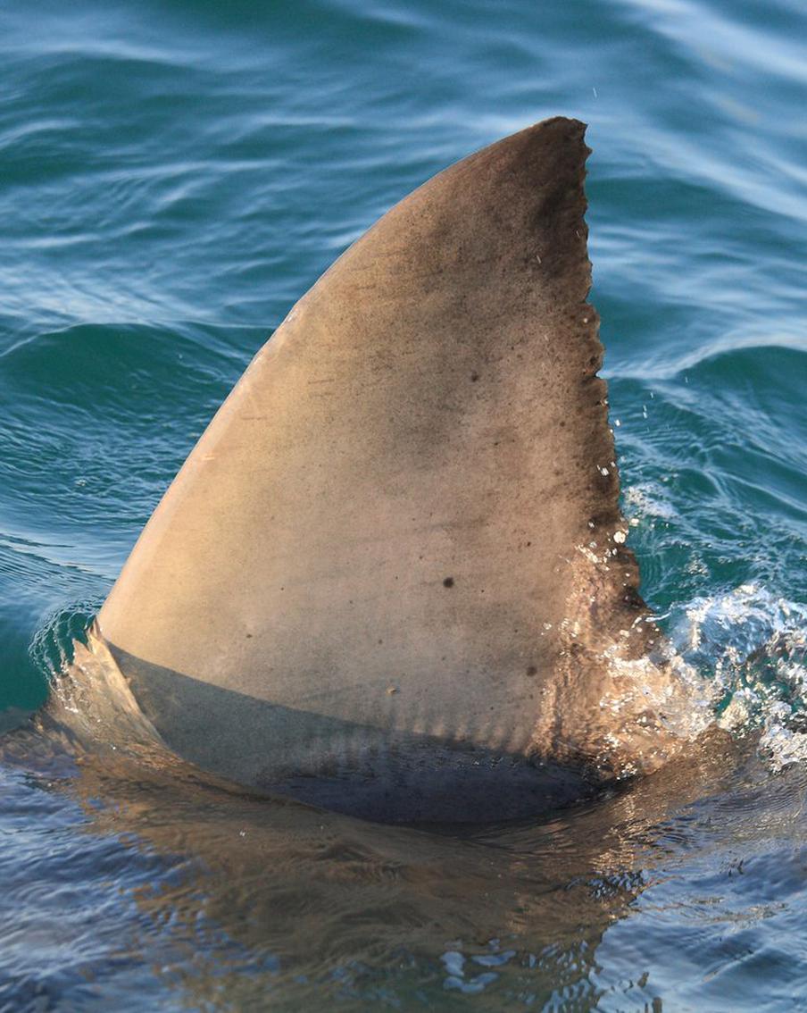 Акулы атаковали катамаран кругосветной экспедиции с россиянами на борту