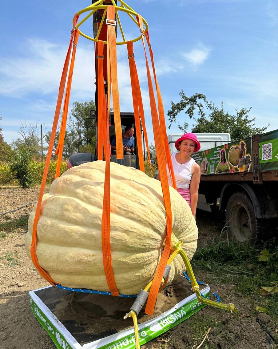 Где Купить Семена Тыквы Гиганта