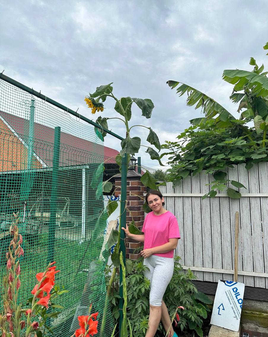 Гигант-подсолнух выше человеческого роста!