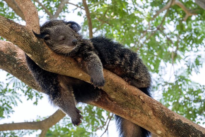 В Московском зоопарке поселилась пара бинтуронгов