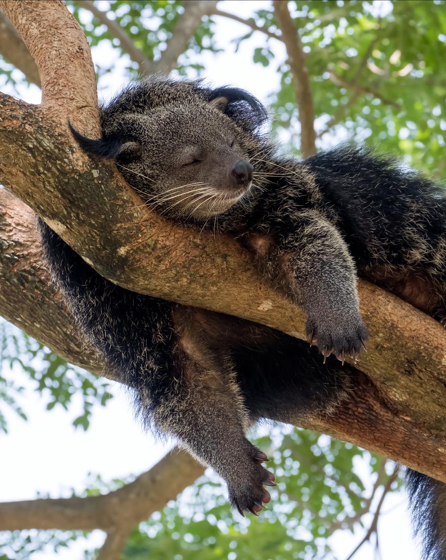 В Московском зоопарке поселилась пара бинтуронгов