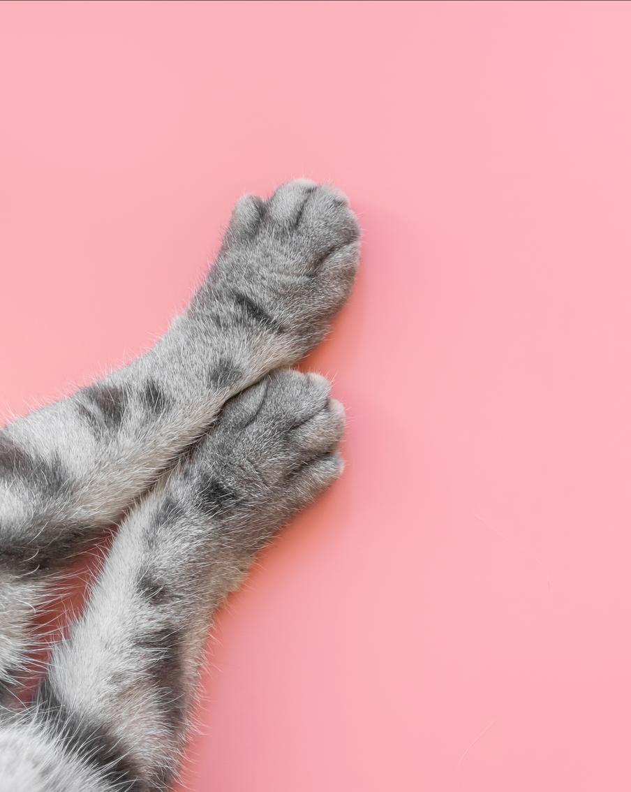 Первым на избирательный участок в Новоалтайске пустили кота Василия