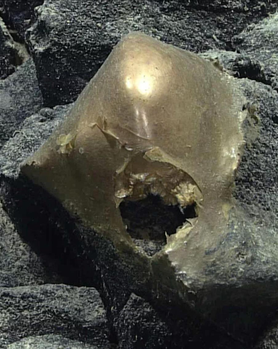 На дне океана нашли загадочное яйцо