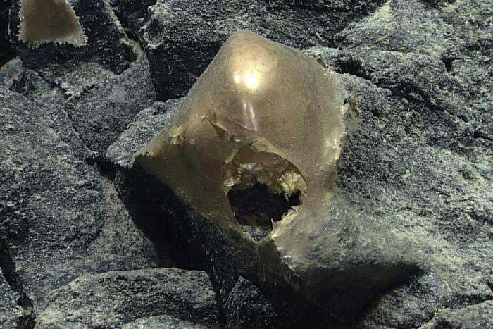 На дне океана нашли загадочное яйцо