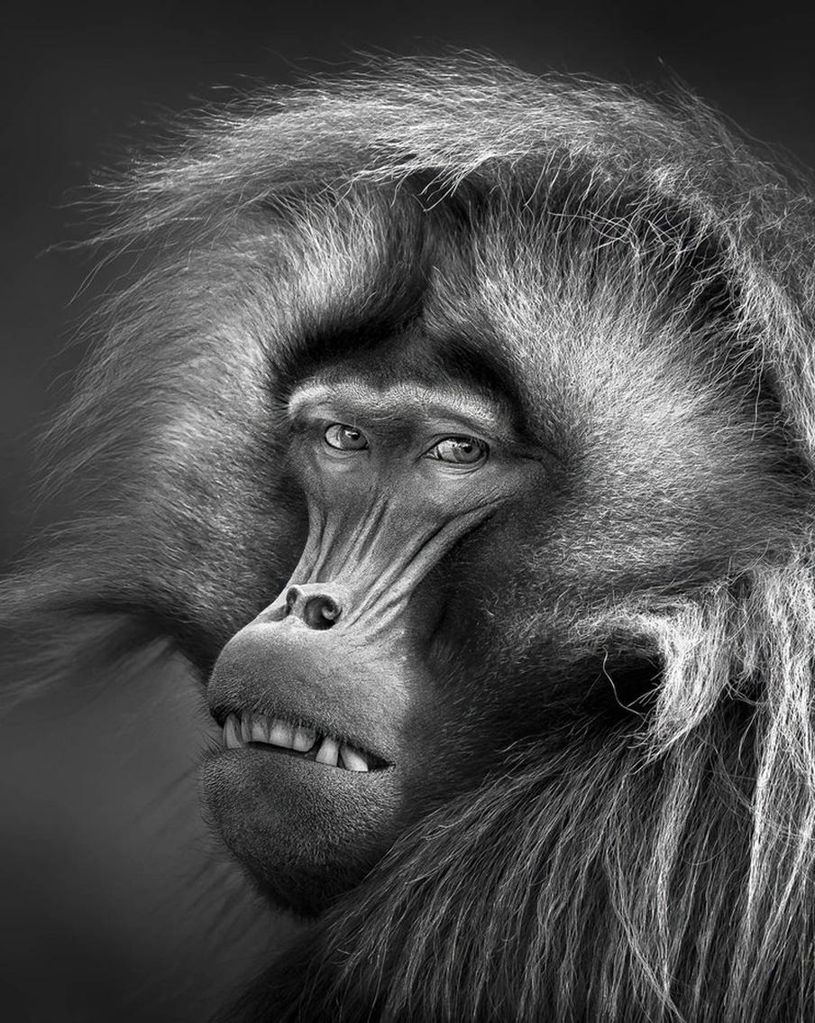 Жюри посчитало лучшими фото редкого примата, девушки и фонарей на улицах Оттавы