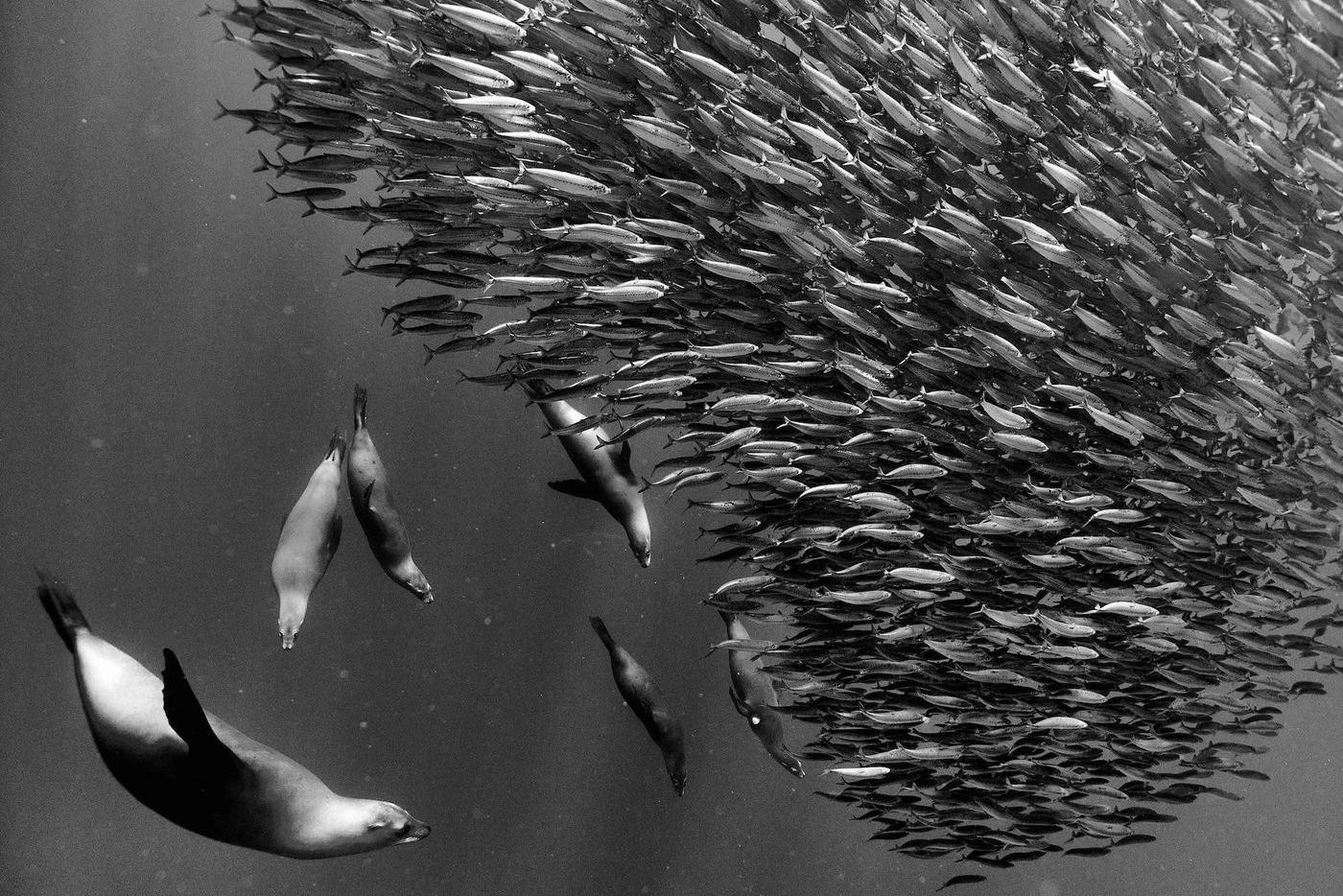  Победитель в категории "Фауна и флора", работа "Охота морских львов"