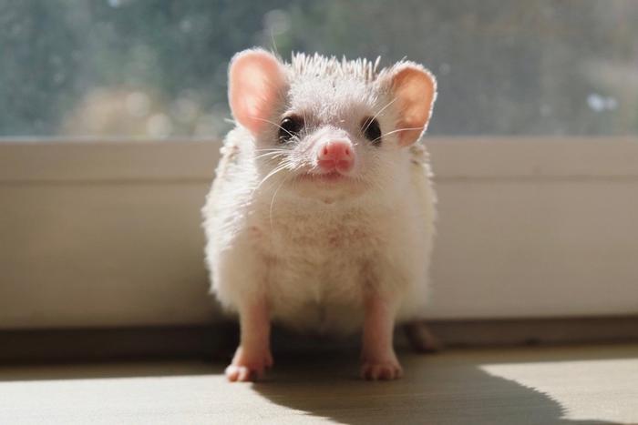 Москвичка просыпается по ночам, чтобы накормить 12 ёжиков