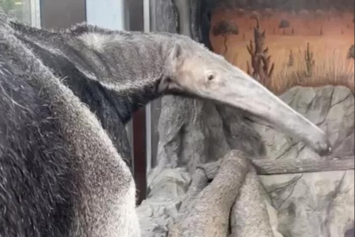 Москвичи впервые за полвека смогут увидеть гигантского муравьеда в зоопарке