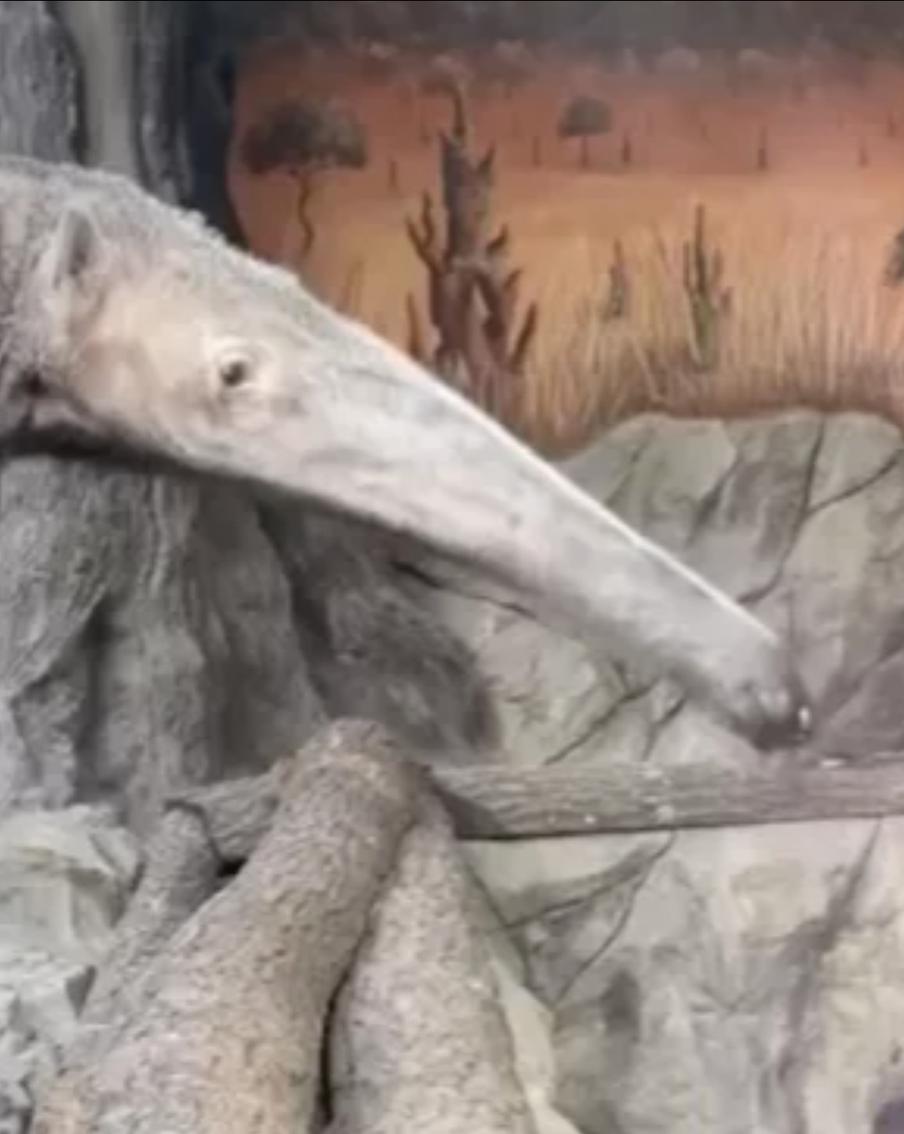 Москвичи впервые за полвека смогут увидеть гигантского муравьеда в зоопарке