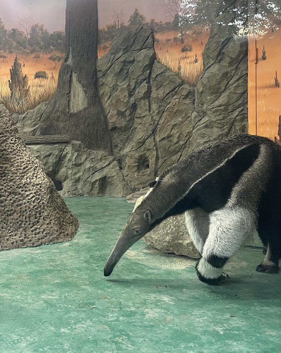 Зачем Диего длинный нос? Там – язык!