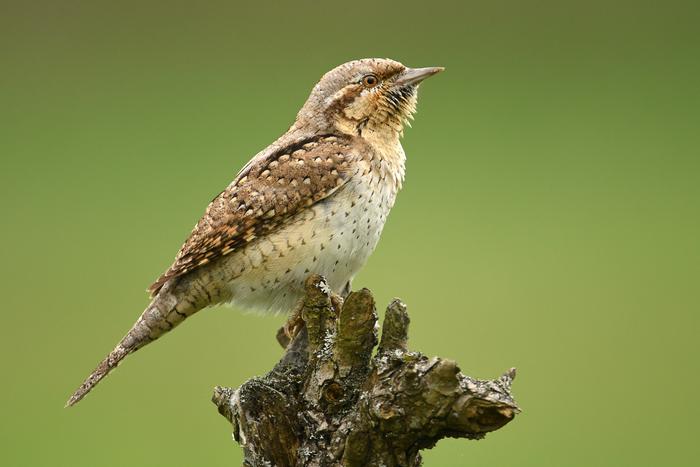 Перелётные птицы Подмосковья начали покидать регион