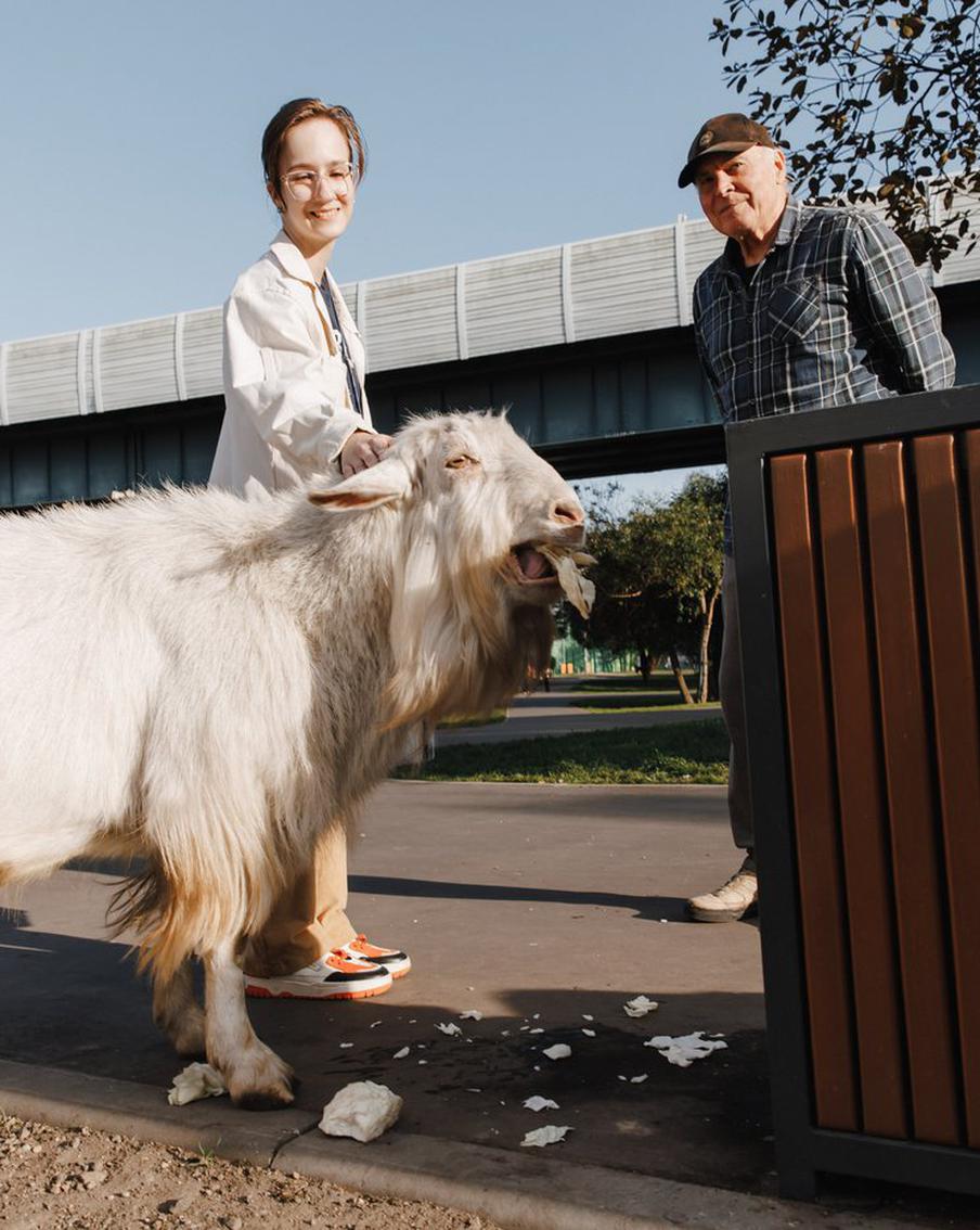 Южное Бутово оккупировали козы. Репортёр Metro отправилась на поиски рогатых