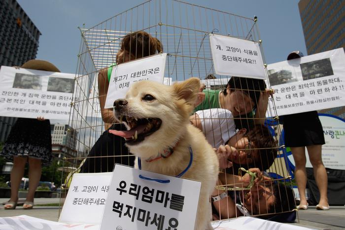В Южной Корее могут на законодательном уровне запретить употреблять в пищу собак