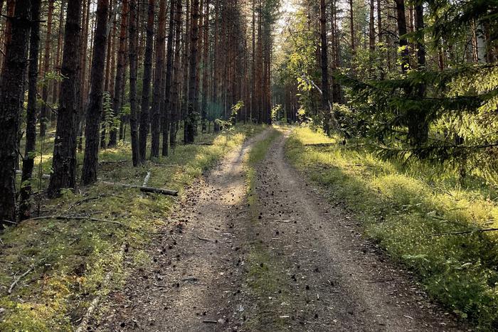 В лесах Московской области за последние две недели заблудились 245 человек