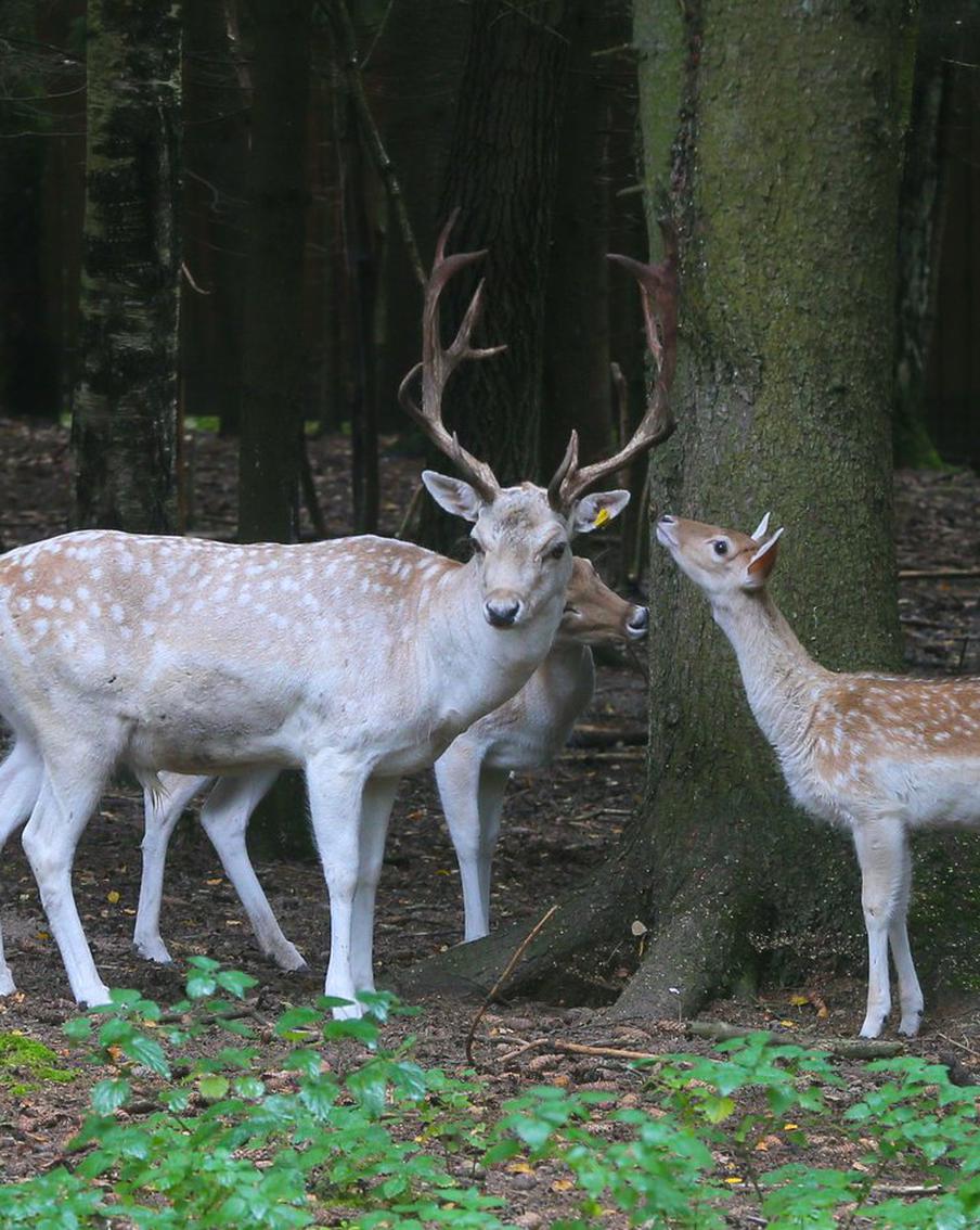 Дзюба подрался с соперником и угодил "под арест", а Месси с детьми любит русский рок