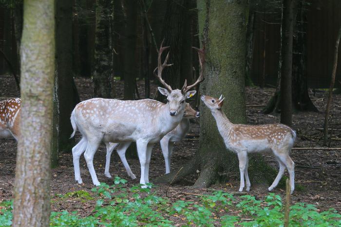 Дзюба подрался с соперником и угодил "под арест", а Месси с детьми любит русский рок