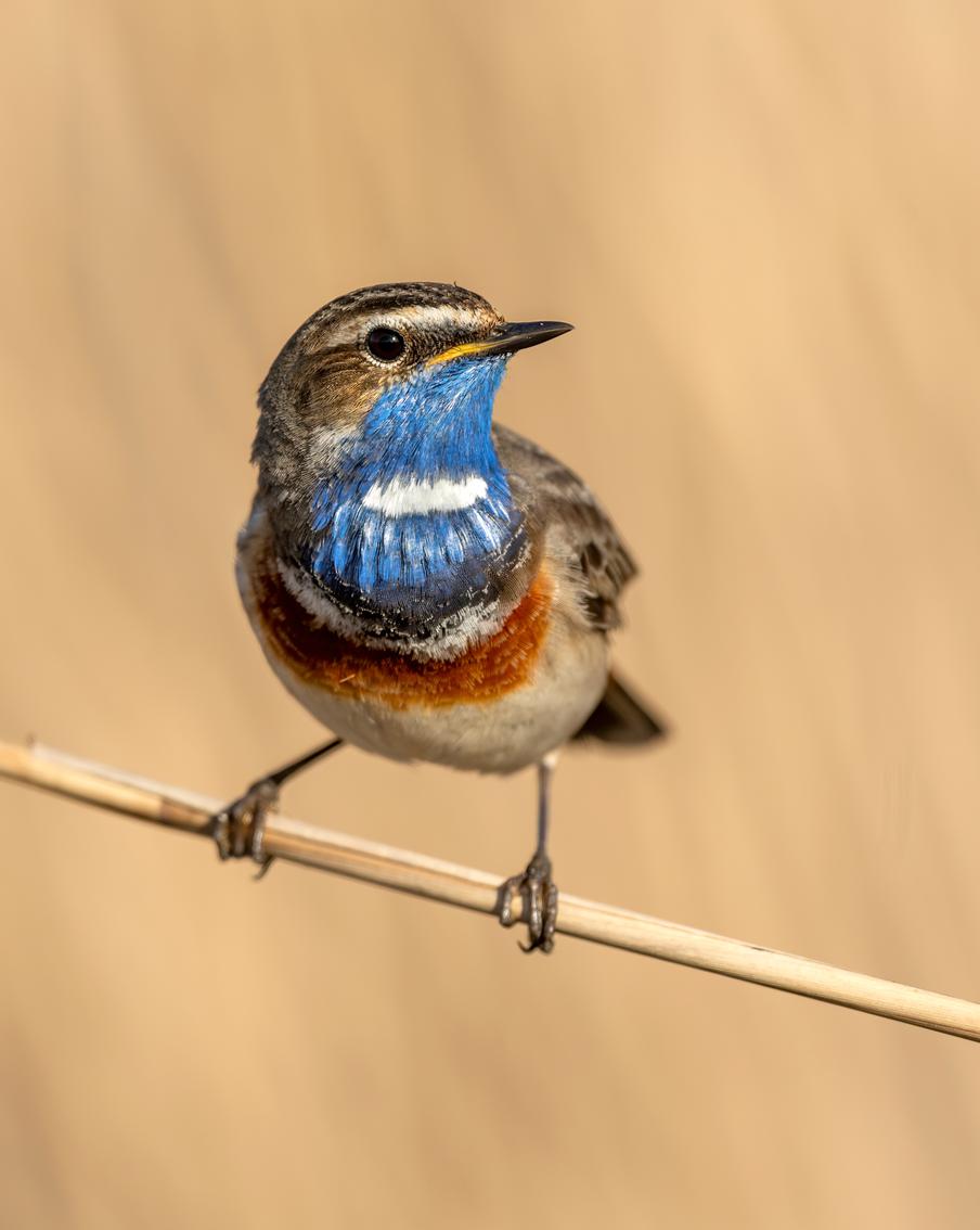 Пернатые москвичи улетают зимовать на Кубань и Мадагаскар