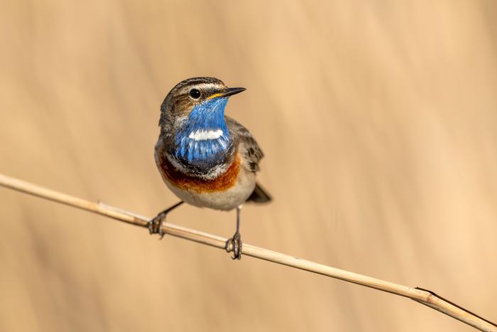 Пернатые москвичи улетают зимовать на Кубань и Мадагаскар