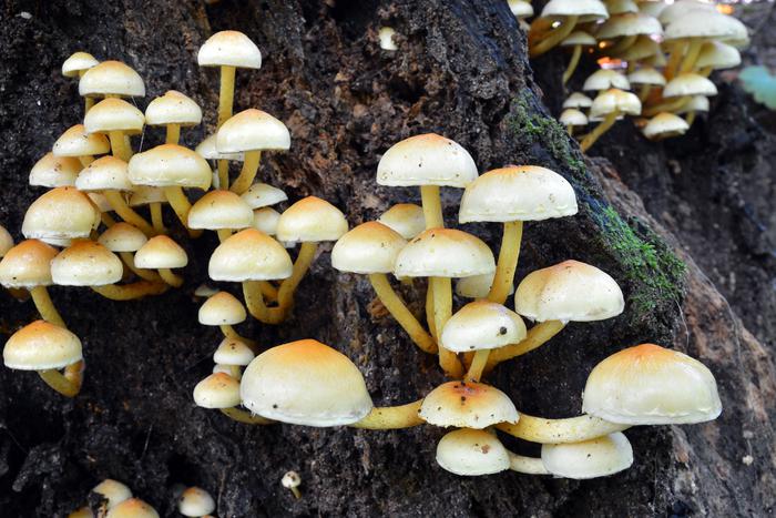 В Комлесхозе Подмосковья предупредили о ложных опятах в лесах региона