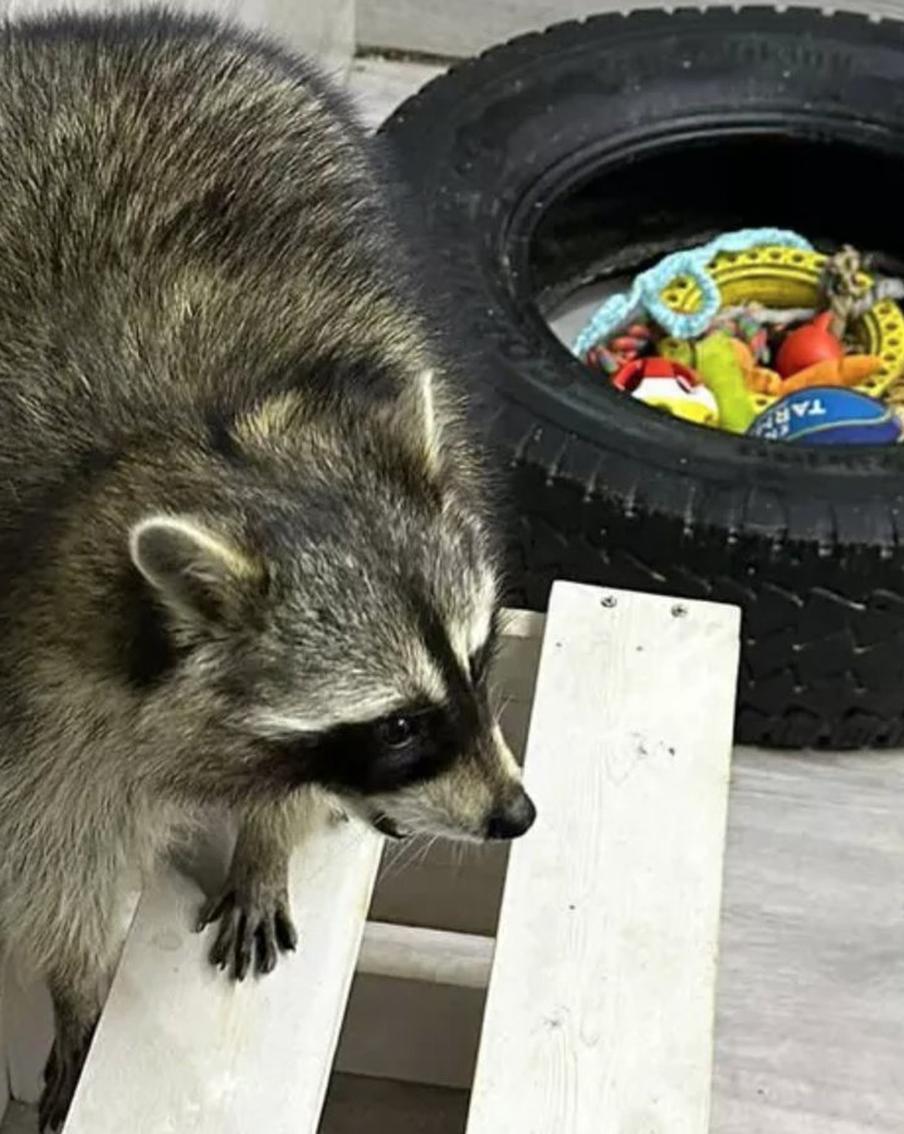 В Петербурге завели дело после нападения енота на ребёнка в зоопарке