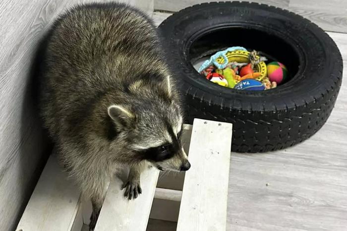 В Петербурге завели дело после нападения енота на ребёнка в зоопарке
