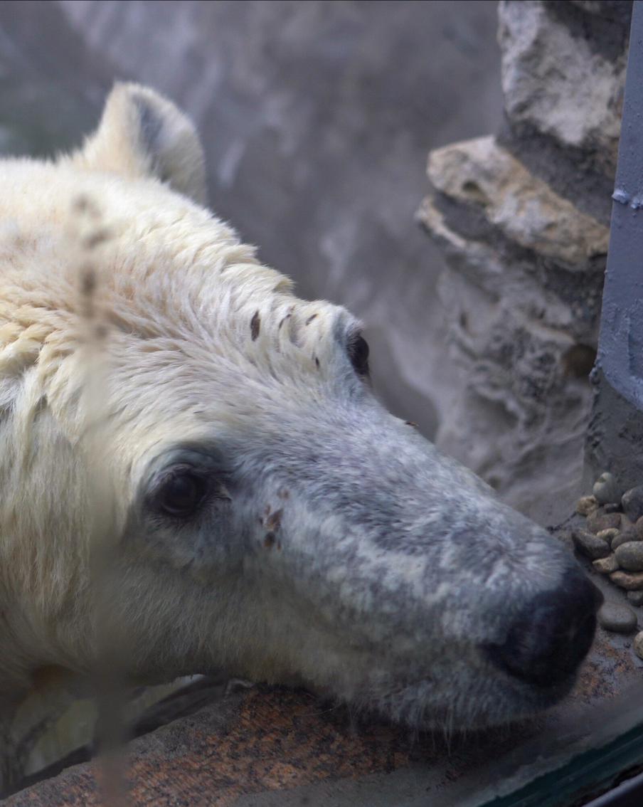 В Московском зоопарке умер спасённый белый медведь Диксон
