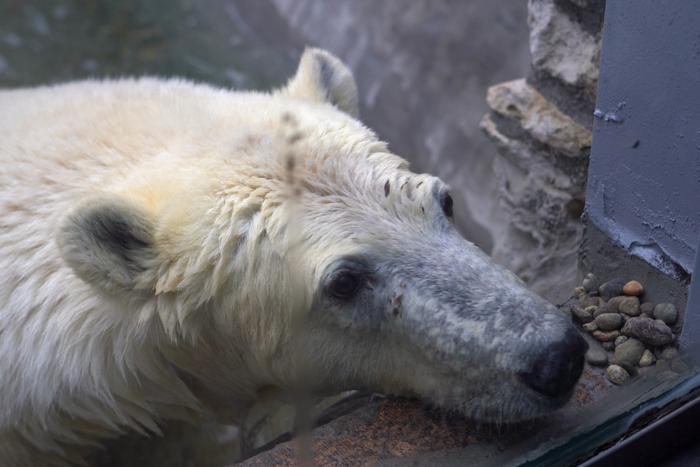 В Московском зоопарке умер спасённый белый медведь Диксон