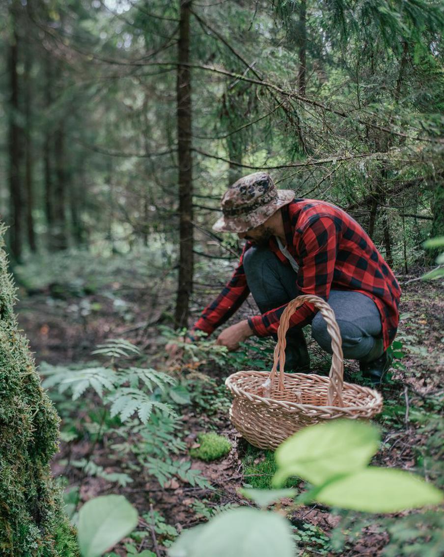 Опята заполонили столичные леса. Как их правильно приготовить?