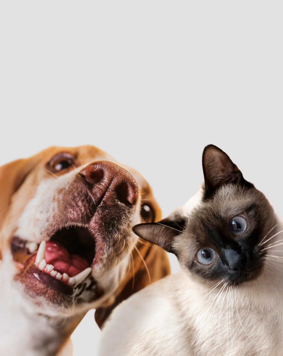 Кастрированные животные быстро набирают вес. Поэтому хозяева должны обеспечить им подходящее питание